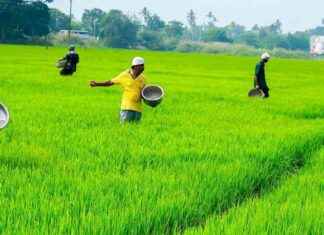 Budget Stimulus for Indian Agriculture and Commodities Sector. budget-stimulus-for-ndian-agriculture-and-commodities-sector