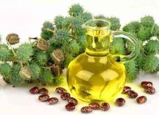 Global Castor Conference in Gujarat Feb 15 global-castor-conference-in-gujarat-feb-15