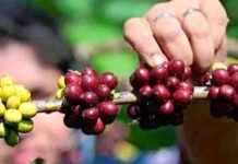 Impact of Rising Coffee Prices on Productivity and Costs mpact-of-rising-coffee-prices-on-productivity-and-costs