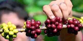 Impact of Rising Coffee Prices on Productivity and Costs mpact-of-rising-coffee-prices-on-productivity-and-costs