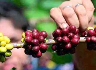 Impact of Rising Coffee Prices on Productivity and Costs mpact-of-rising-coffee-prices-on-productivity-and-costs