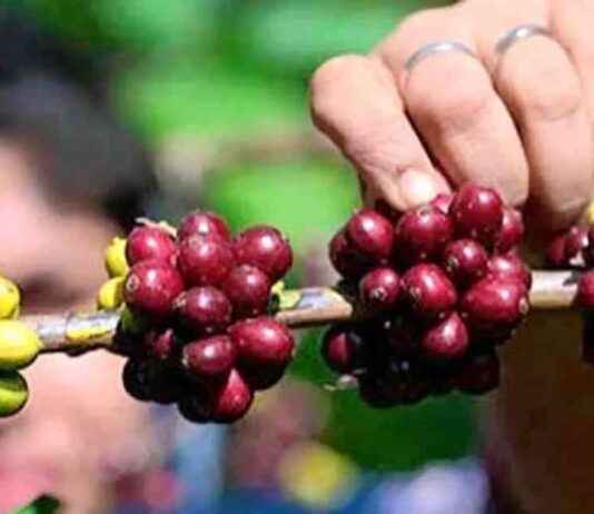 Impact of Rising Coffee Prices on Productivity and Costs mpact-of-rising-coffee-prices-on-productivity-and-costs