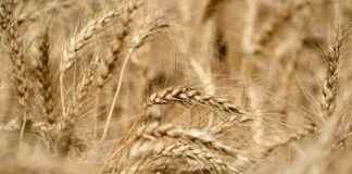 India Sets Wheat Procurement Target at 31 Million Tonnes ndia-sets-wheat-procurement-target-at-31-million-tonnes