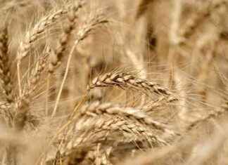 India Sets Wheat Procurement Target at 31 Million Tonnes ndia-sets-wheat-procurement-target-at-31-million-tonnes