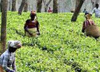 India’s Tea Production Hits 4-Year Low at 1,284 Million kg ndias-tea-production-hits-4-year-low-at-1284-million-kg