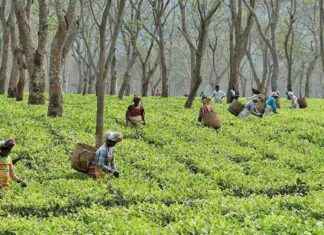 Orthodox Leaf Prices Rise at Kochi Auctions Due to Low Arrivals orthodox-leaf-prices-rise-at-kochi-auctions-due-to-low-arrivals