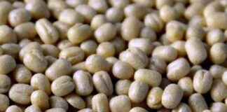 Extended Duty-Free Urad Imports Till March 31, 2026 extended-duty-free-urad-mports-till-march-31-2026