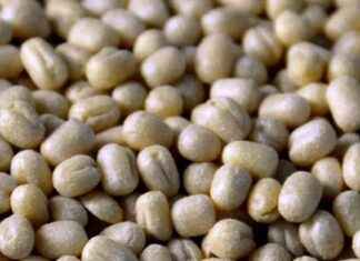 Extended Duty-Free Urad Imports Till March 31, 2026 extended-duty-free-urad-mports-till-march-31-2026