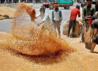 Successful Wheat Procurement by Indian FPOs: A Yearly Review successful-wheat-procurement-by-ndian-fpos-a-yearly-review